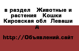  в раздел : Животные и растения » Кошки . Кировская обл.,Леваши д.